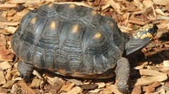 Turtle uhlí